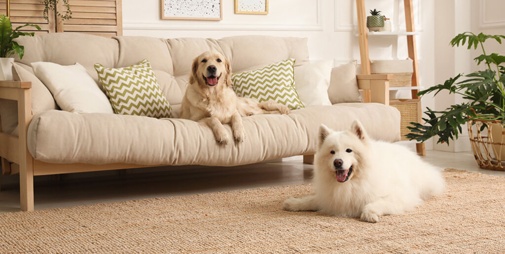 Big happy dogs in living room of home.